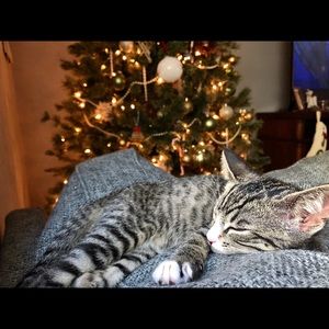 Meet your Posher, Sam